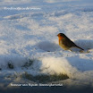 Ingezonden winterfoto\'s 2011-2012.jpg