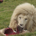 lion3.jpg