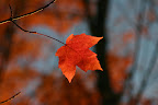 A solitary maple leaf