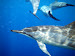 friends, wild dolphins! photo taken by one of our retreat participants.