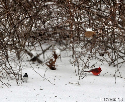 1. 1-4-2015 winter birds-kab