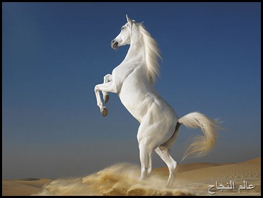 حصان أبيض حصان أبيض