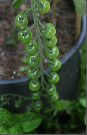 My Cherry Tomatos