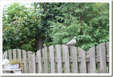 vogels in de tuin 010