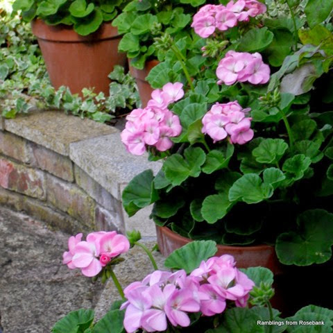 summer container garden