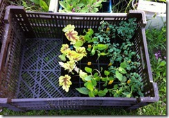 OdlaNu1Potted OdlaNu1Potted