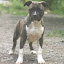AmericanStaffordshireTerrierFotosAntigasDoCanilAmichetti