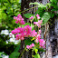 Fleurs grimpantes