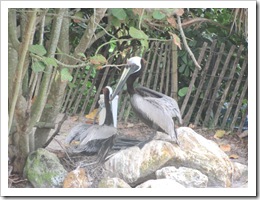 Florida vacation Sea world pelicans on nest2