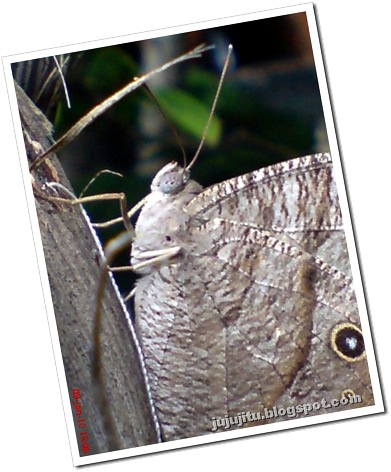 kupu-kupu evening brown melanitis leda