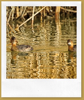 Pied-billed Grebe