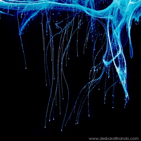 tinta-agua-underwater-mergulhando-desbaratinando (1) tinta-agua-underwater-mergulhando-desbaratinando (1)