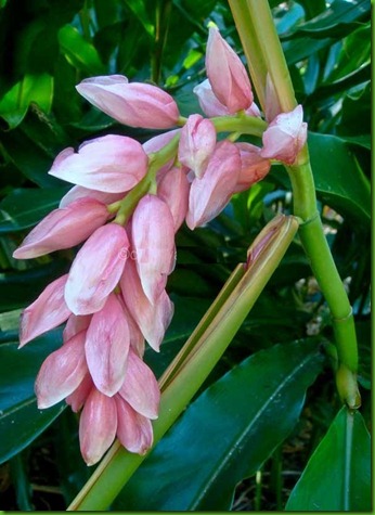 Alpinia Pink Perfection