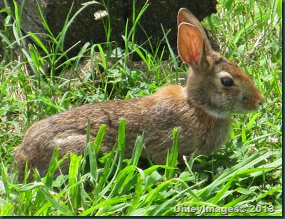 bunny 0623 (1) bunny 0623 (1)