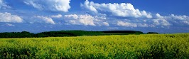 flower panoram_nebesnoe.info_19.jpg
