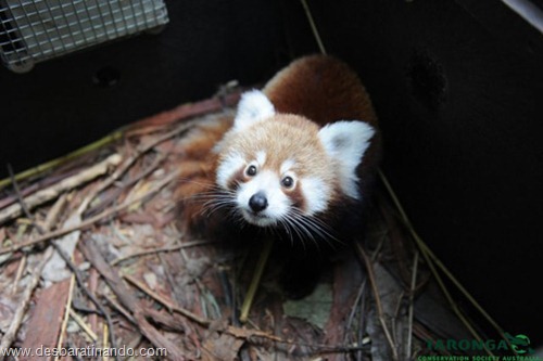 filhotes recem nascidos zoo zoologico desbaratinando animais lindos fofos  (10)