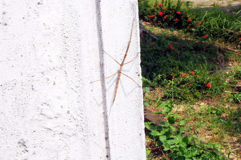 20060819_22_kenting_099.jpg