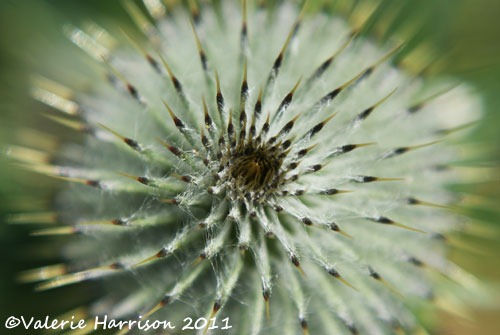 [thistle%255B2%255D.jpg]