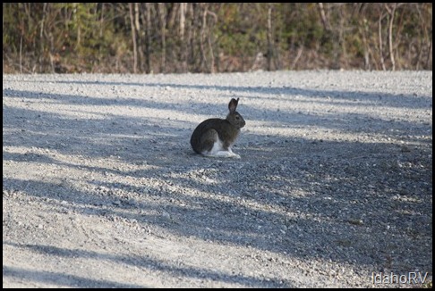 Snowshoe-Rabbit