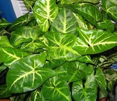 [arrowhead%2520plants%255B5%255D.jpg]