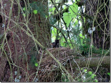 Robin on nest