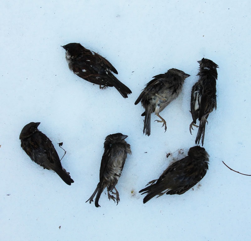 [dead-sparrows%255B6%255D.jpg]