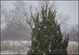 Playing in the snow 012