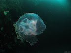 West Huker: moon jellyfish