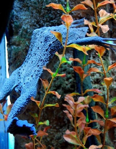 [aquarium22%255B2%255D.jpg]