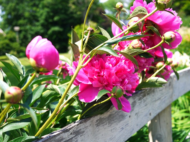 peonies_close