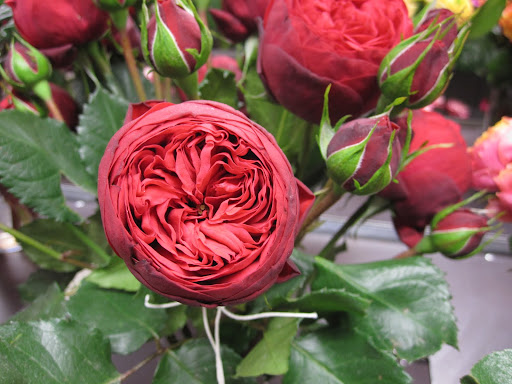 This rose is called 