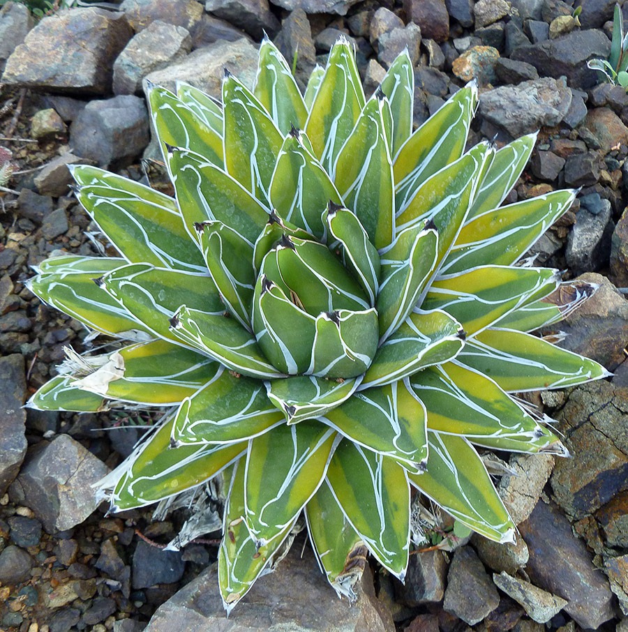 [111008_rbg_Agave-victoria-reginae-variegata_07%255B5%255D.jpg]