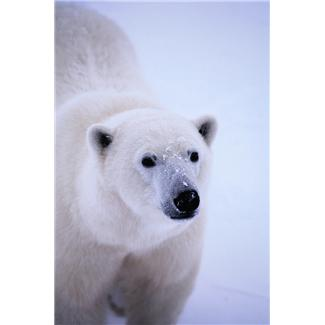 [polar-bear.png]