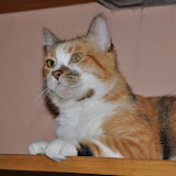 gatti 2012-8
