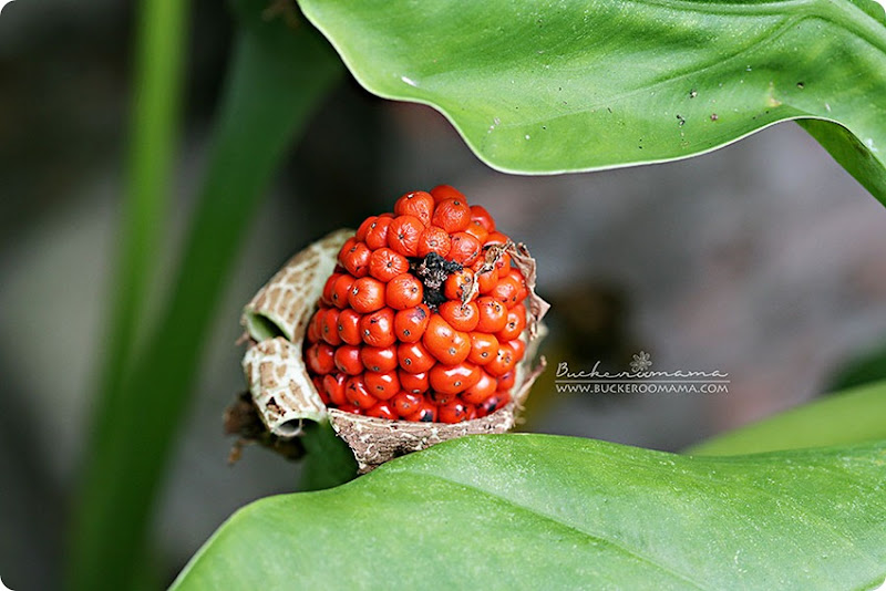 Macro-(1) Macro-(1)