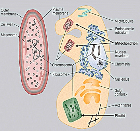 Typical prokaryotic (left) and eukaryotic (right) cells Typical prokaryotic (left) and eukaryotic (right) cells