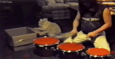 gif animados engraçados Arrebentando Na Bateria gif animados engraçados Arrebentando Na Bateria