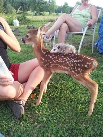 [funny-animals-cute-1%255B2%255D.jpg]