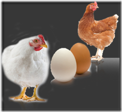 mitos tentang telur