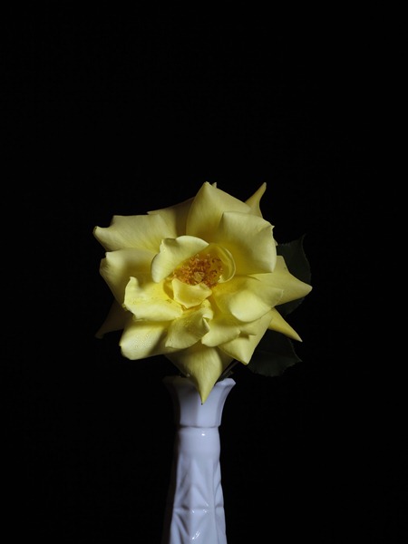 [Yellow%2520Rose%2520gb120311%2520-%2520021%25282%2529%255B3%255D.jpg]