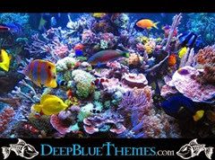 aquarium-skin-reef-busy-uhd