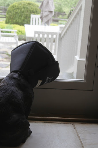 I want to run around outside but Dr. Jean said I need to be leashed and supervised so I don't rub my eye.