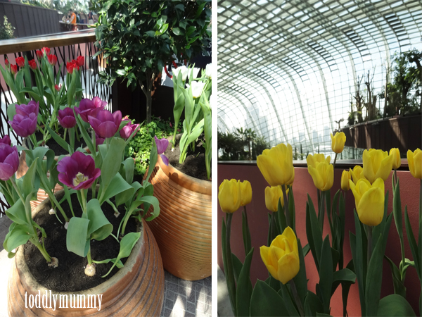 Tulips in pots