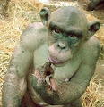 We are all used to see different kind of monkeys at the zoo, mostly the furry chimpanzees, but have you ever seen a hairless chimpanzee? You need to travel to Mysore Zoo in India to see that: a hairless chimp called Ashes. The strange thing about it is that he was born with a lot of fur, but lost it all after only one year. This only makes him look more like a human.
