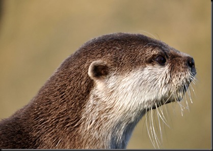 Profile of Otter's head DSC_0183