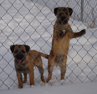 SHEA on left and INDY on right standing against the fence