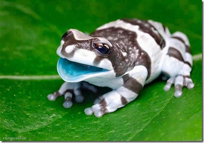 Amazing baby Amazon Milk Frog!