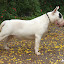 BULLTERRIERCANILFILHOTESPRECOFOTOSCANILPREMIADOAMICHETTIDEJUQUITIBASP