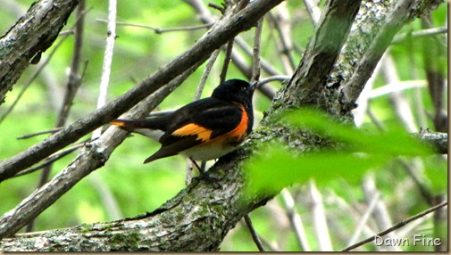 American Redstart (1)