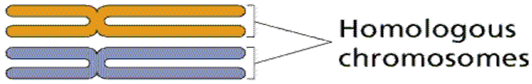 Homologous Chromosomes Homologous Chromosomes